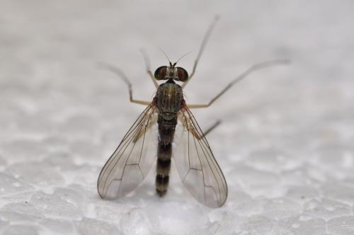 Réf. 157 550 : Sciapus pallens