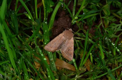 Orthosia cerasi