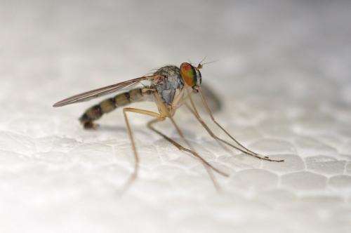 Réf. 157 551 : Sciapus pallens