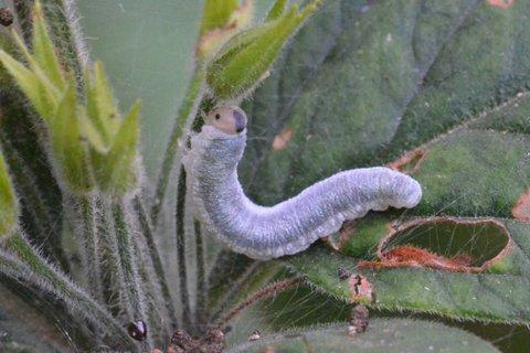 Monostegia abdominalis
