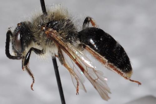 Andrena haemorrhoa
