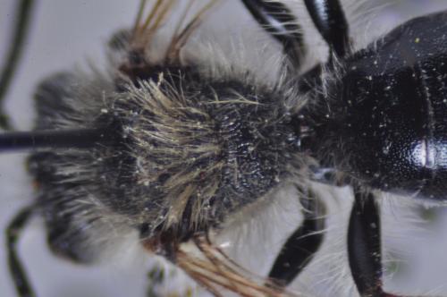 Andrena haemorrhoa