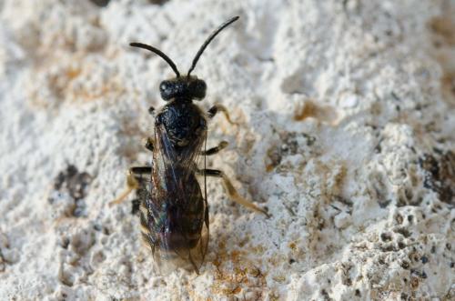 Lasioglossum sp.
