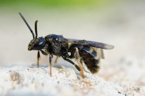 Réf. 157 888 : Lasioglossum sp.