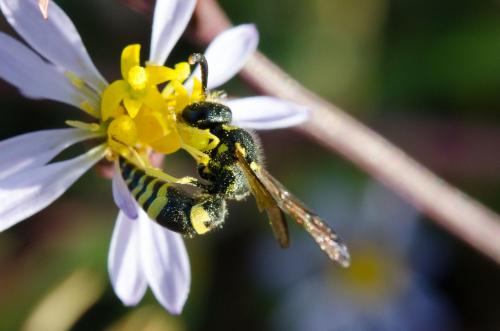 Réf. 157 652 : Eumeninae inconnu