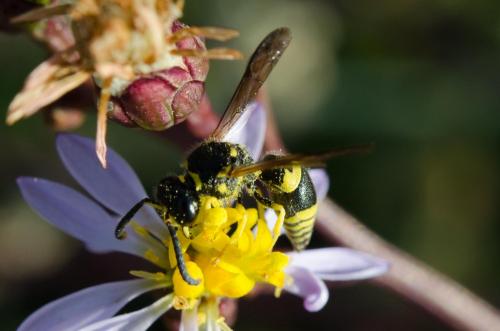 Réf. 157 653 : Eumeninae inconnu
