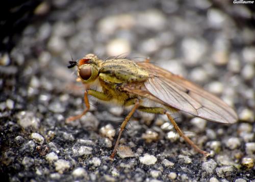 Scathophaga stercoraria