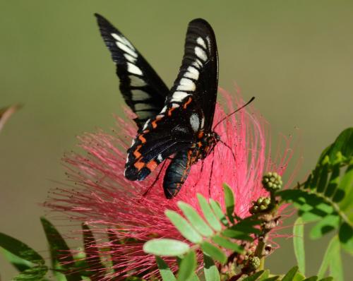 Battus polydamas