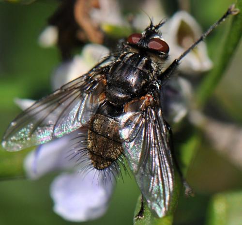 Meigenia sp.