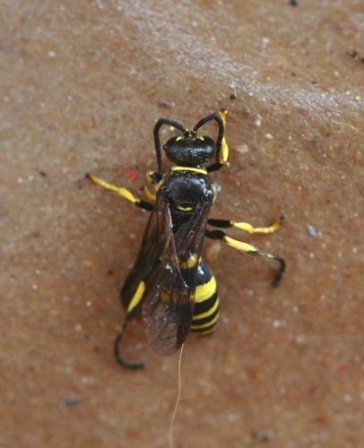 Gorytes planifrons