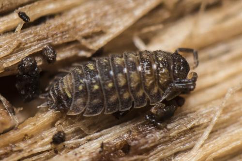 Oniscus asellus