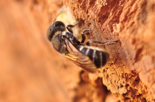 Heriades sp.