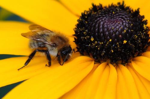 Bombus sp.