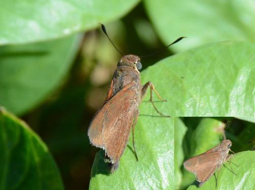 Asbolis capucinus