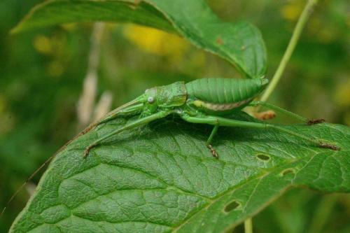 Réf. 157 608 : Uromenus rugosicollis