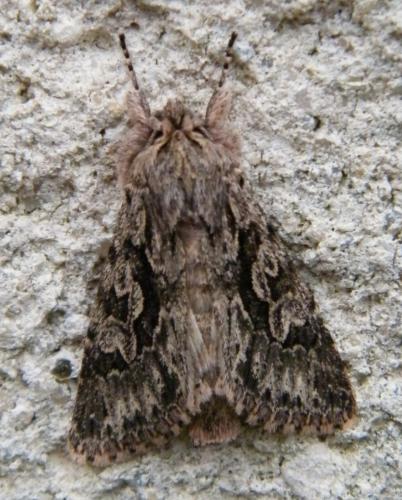 Xylocampa areola