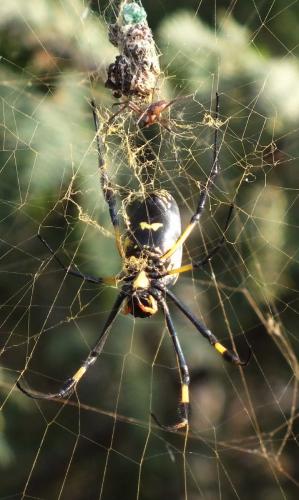 Réf. 157 913 : Trichonephila senegalensis