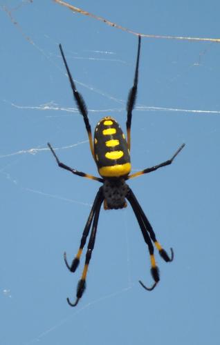 Réf. 157 911 : Trichonephila senegalensis