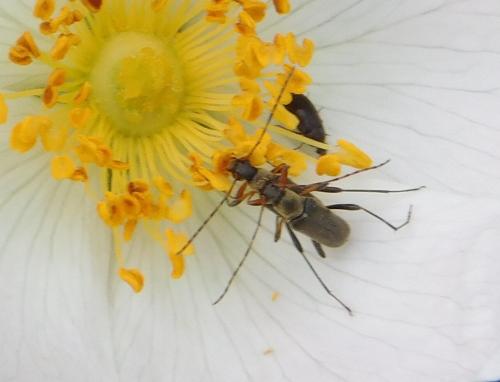 Grammoptera ruficornis