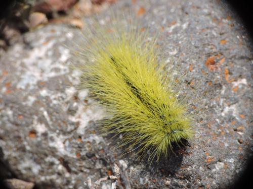 Arctiinae