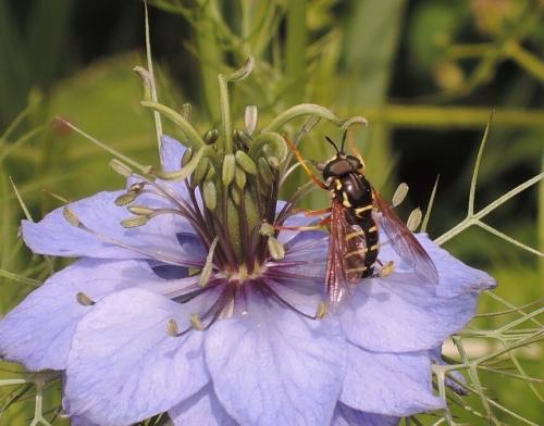 Chrysotoxum festivum