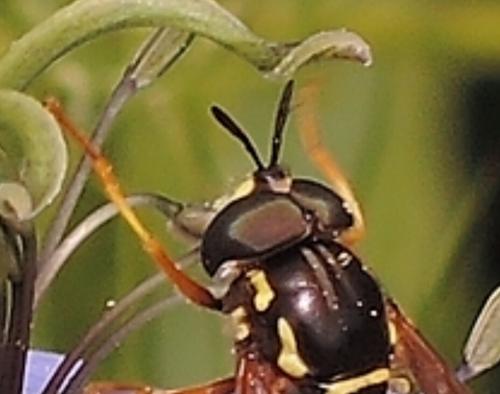 Chrysotoxum festivum