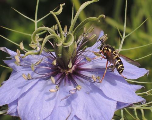 Chrysotoxum festivum