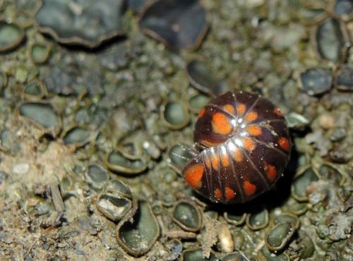 Glomeris esterelana
