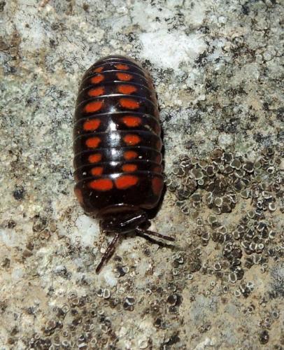 Glomeris esterelana
