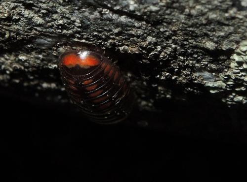 Glomeris esterelana