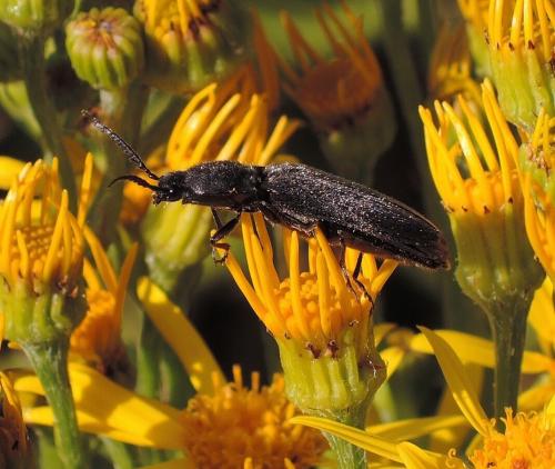 Réf. 157 822 : Hemicrepidius sp.