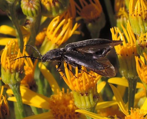 Réf. 157 821 : Hemicrepidius sp.