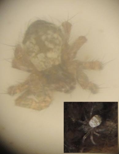 Argiope bruennichi