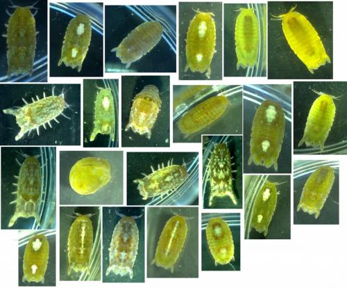 Réf. 157 105 : Dynamene bidentata