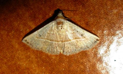Eublemma gayneri