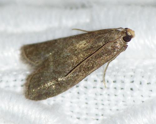 Eccopisa effractella