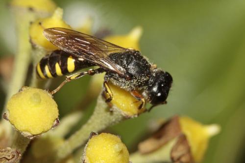 Ectemnius ruficornis