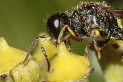 Réf. 157 014 : Ectemnius ruficornis