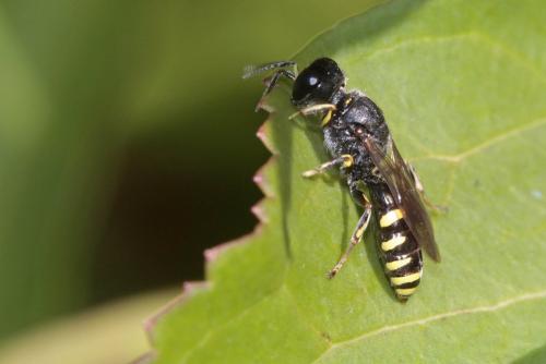 Réf. 157 015 : Ectemnius ruficornis