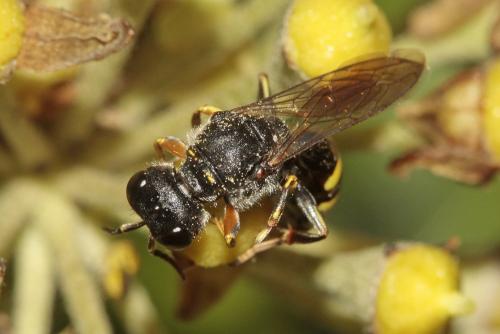 Réf. 157 013 : Ectemnius ruficornis