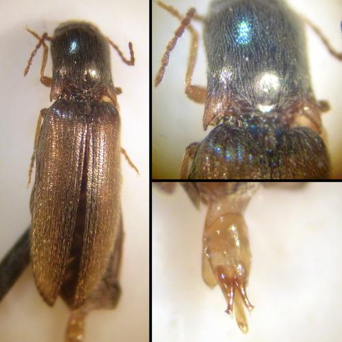 Agriotes acuminatus