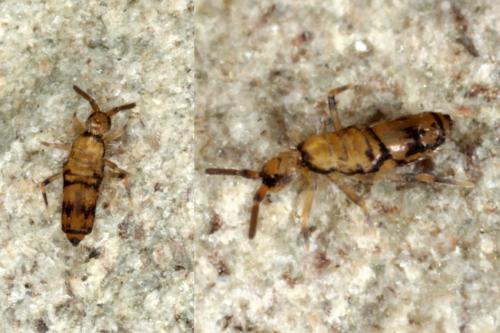 Willowsia nigromaculata