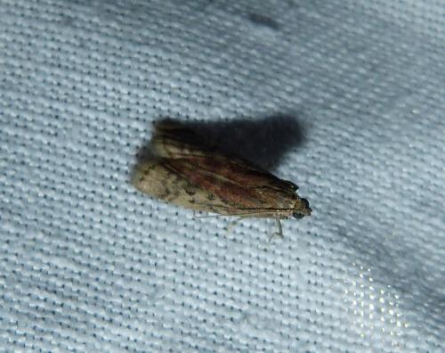 Réf. 157 976 : Ephestia sp.