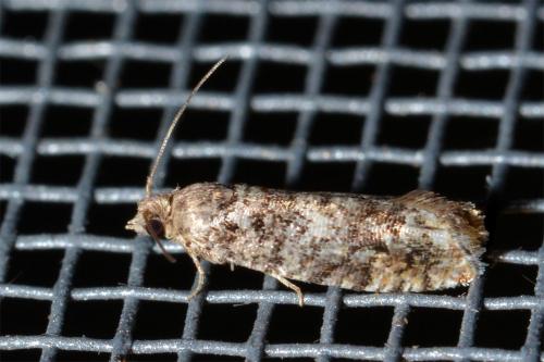 Réf. 157 804 : Epinotia sp.