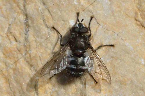 Panzeria puparum