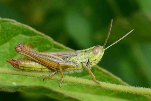 Euchorthippus declivus