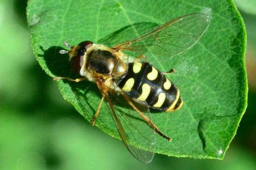 Réf. 157 601 : Eupeodes luniger