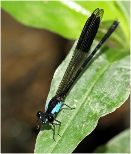 Réf. 157 648 : Euphaea impar