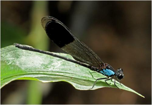 Réf. 157 642 : Euphaea impar
