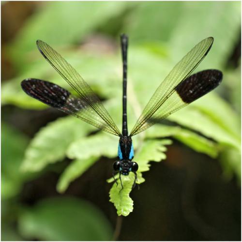 Réf. 157 646 : Euphaea impar